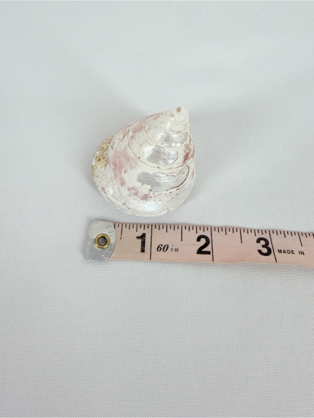 Seashell from the ocean - Picture 6 of 6